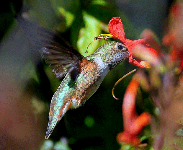hummingbirds