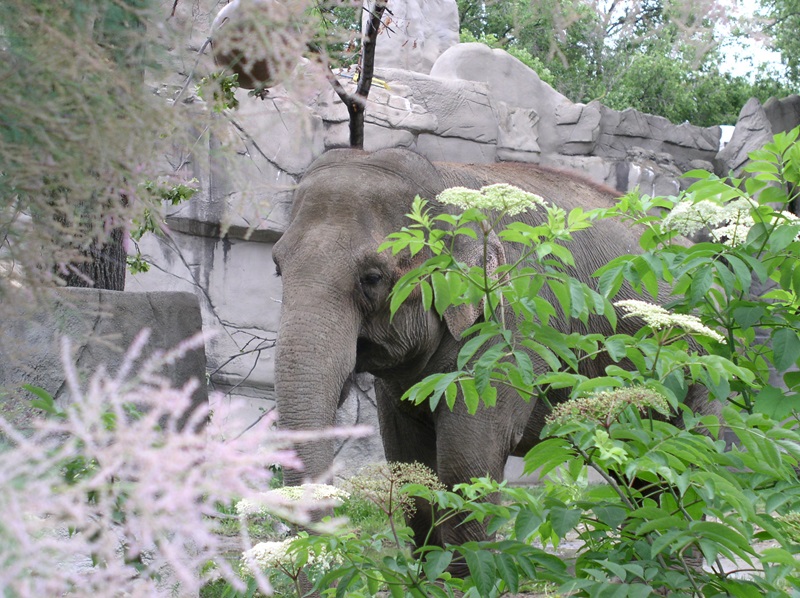 elephant