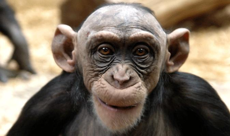 chimpanzee