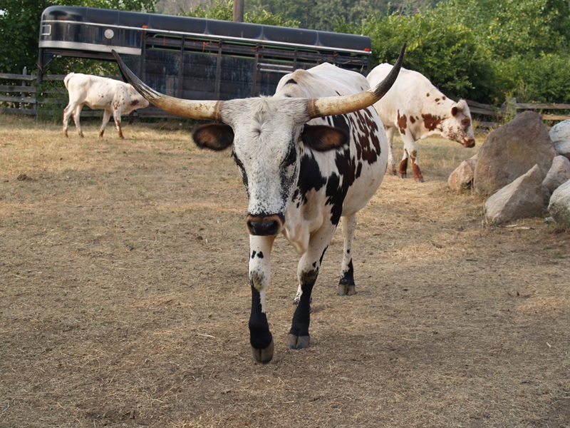 American longhorn